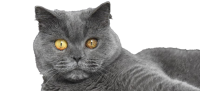 British Shorthair PNG