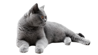 British Shorthair PNG