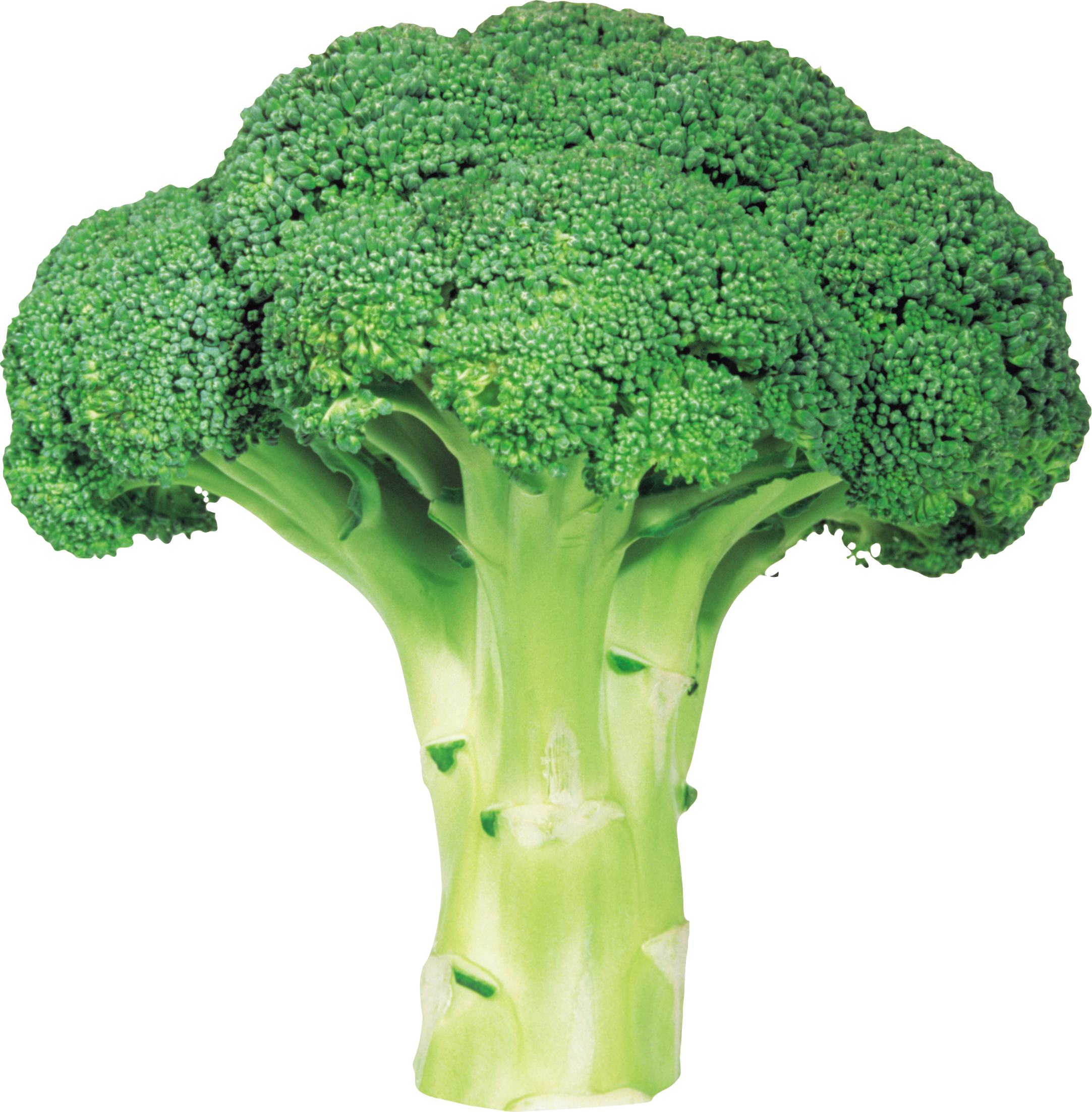 Broccoli PNG image with transparent background