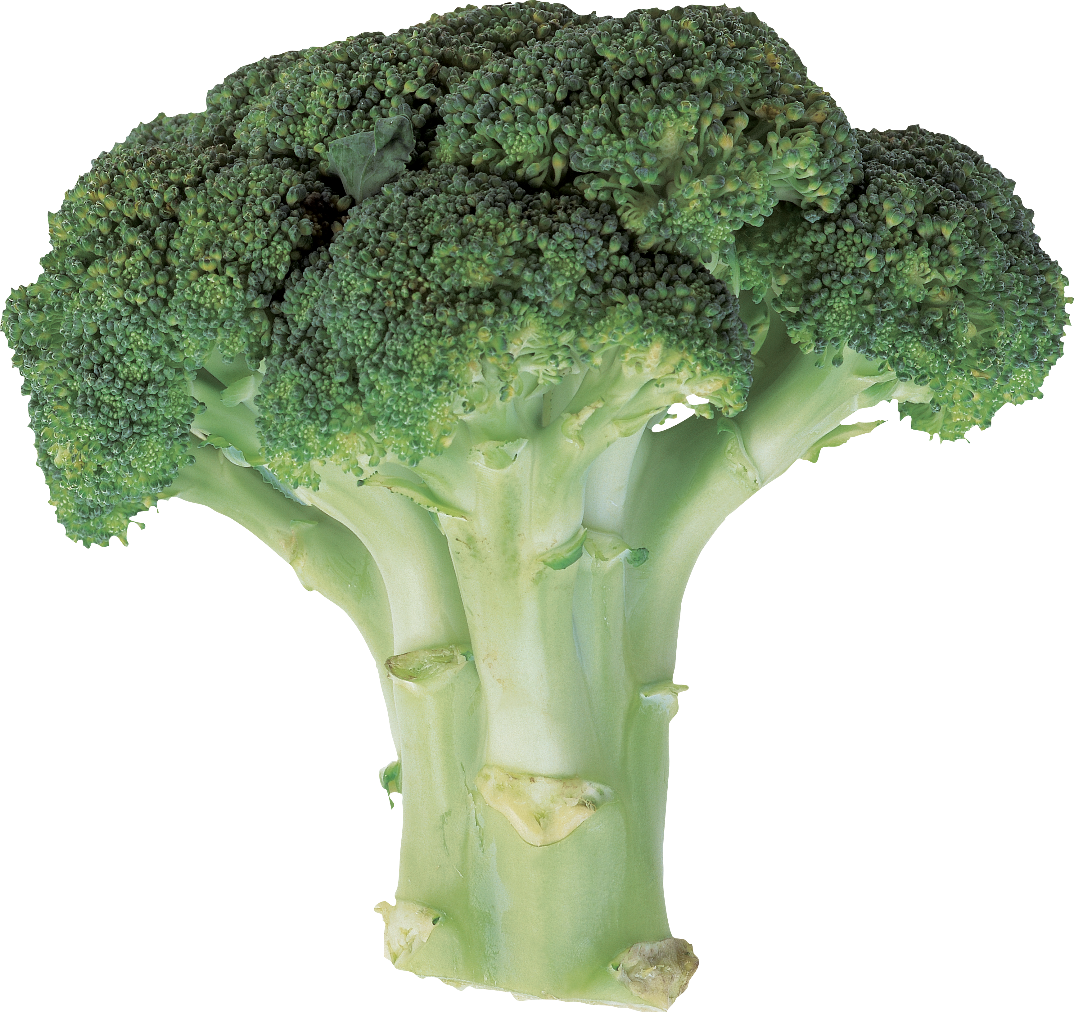 Broccoli PNG