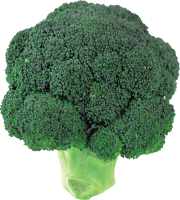 Broccoli PNG image