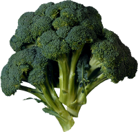 Broccoli PNG image