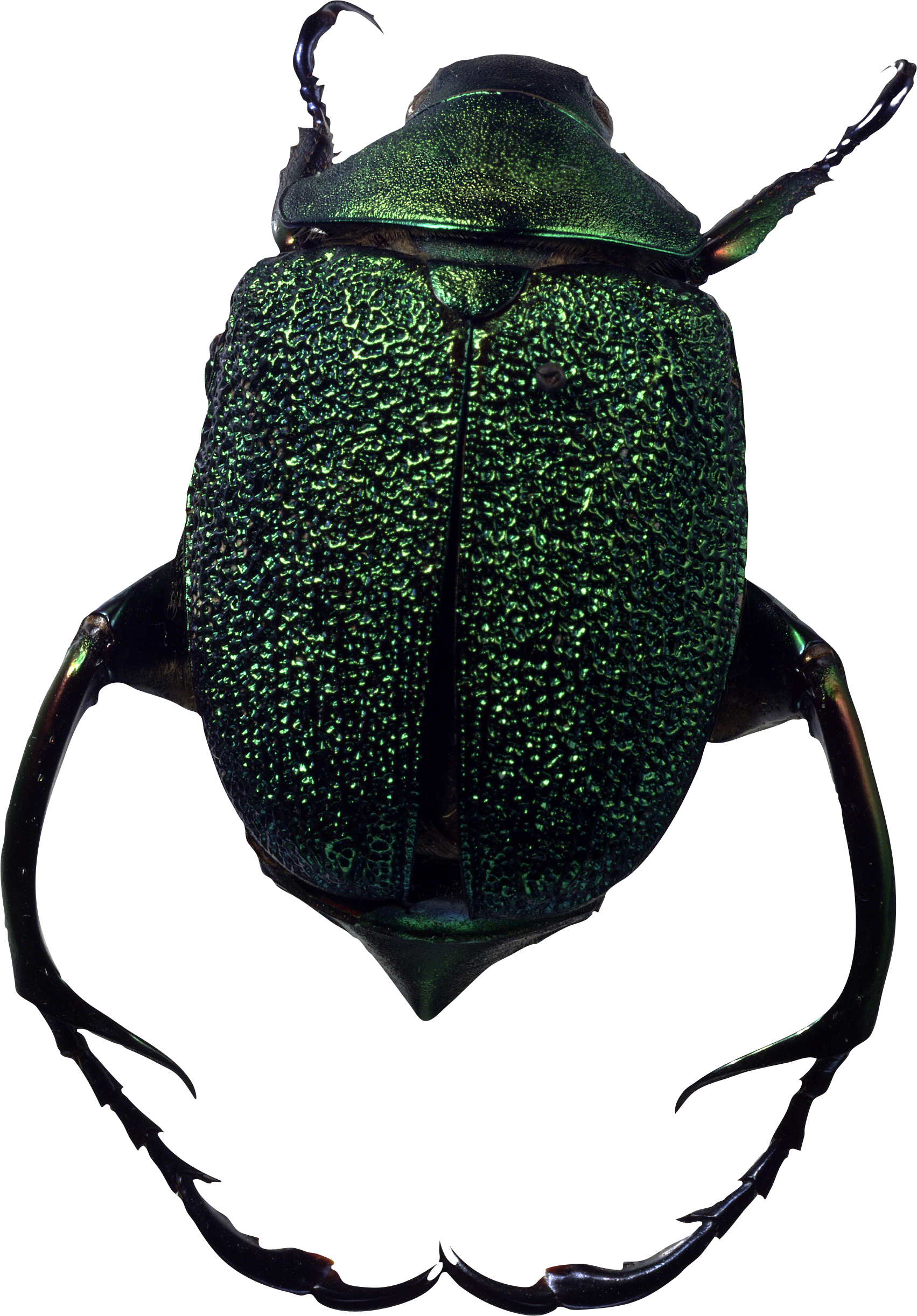 Insecto PNG