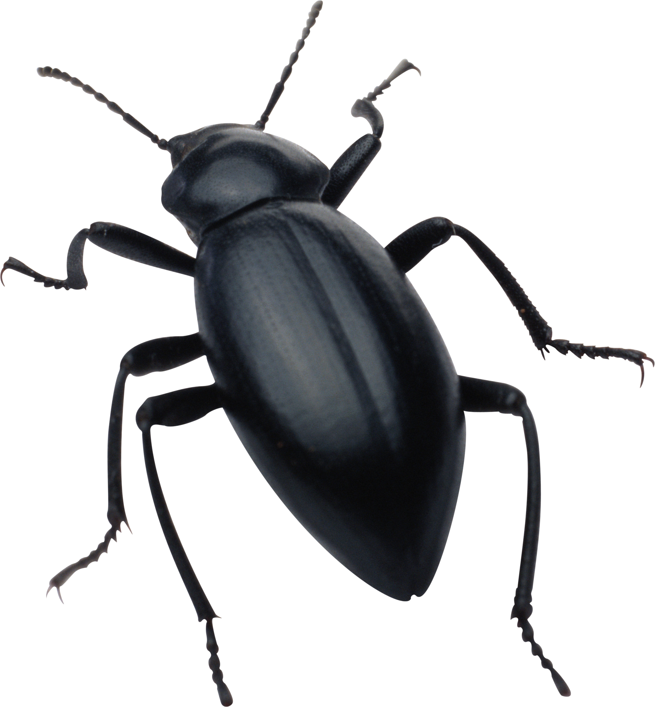 black bug PNG image