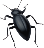 black bug PNG image