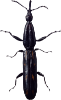 bug PNG image