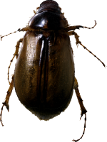 Insecto PNG