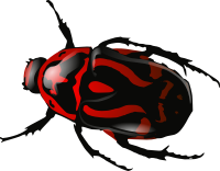 Красный жук PNG фото
