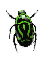 Зеленый жук PNG фото