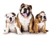 three bulldogs PNG