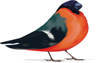 Bullfinch bird PNG