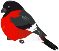 Bullfinch bird PNG