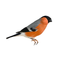 Bullfinch bird PNG