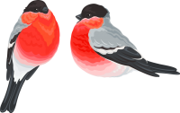 Bullfinch bird PNG