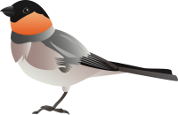Bullfinch bird PNG