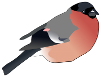 Bullfinch bird PNG