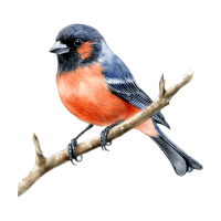 Bullfinch bird PNG
