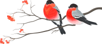 Bullfinch bird PNG