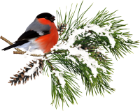 Bullfinch bird PNG