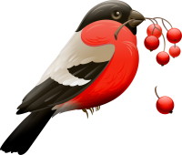 Bullfinch bird PNG