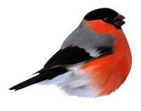 Bullfinch bird PNG