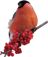 Bullfinch bird PNG