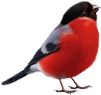 Bullfinch bird PNG