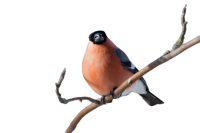 Bullfinch bird PNG