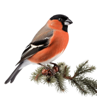 Bullfinch bird PNG