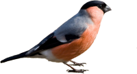 Bullfinch bird PNG
