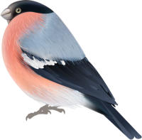 Bullfinch bird PNG