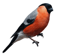 Bullfinch bird PNG