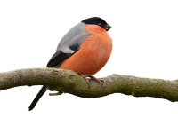 Bullfinch bird PNG