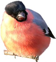 Bullfinch bird PNG