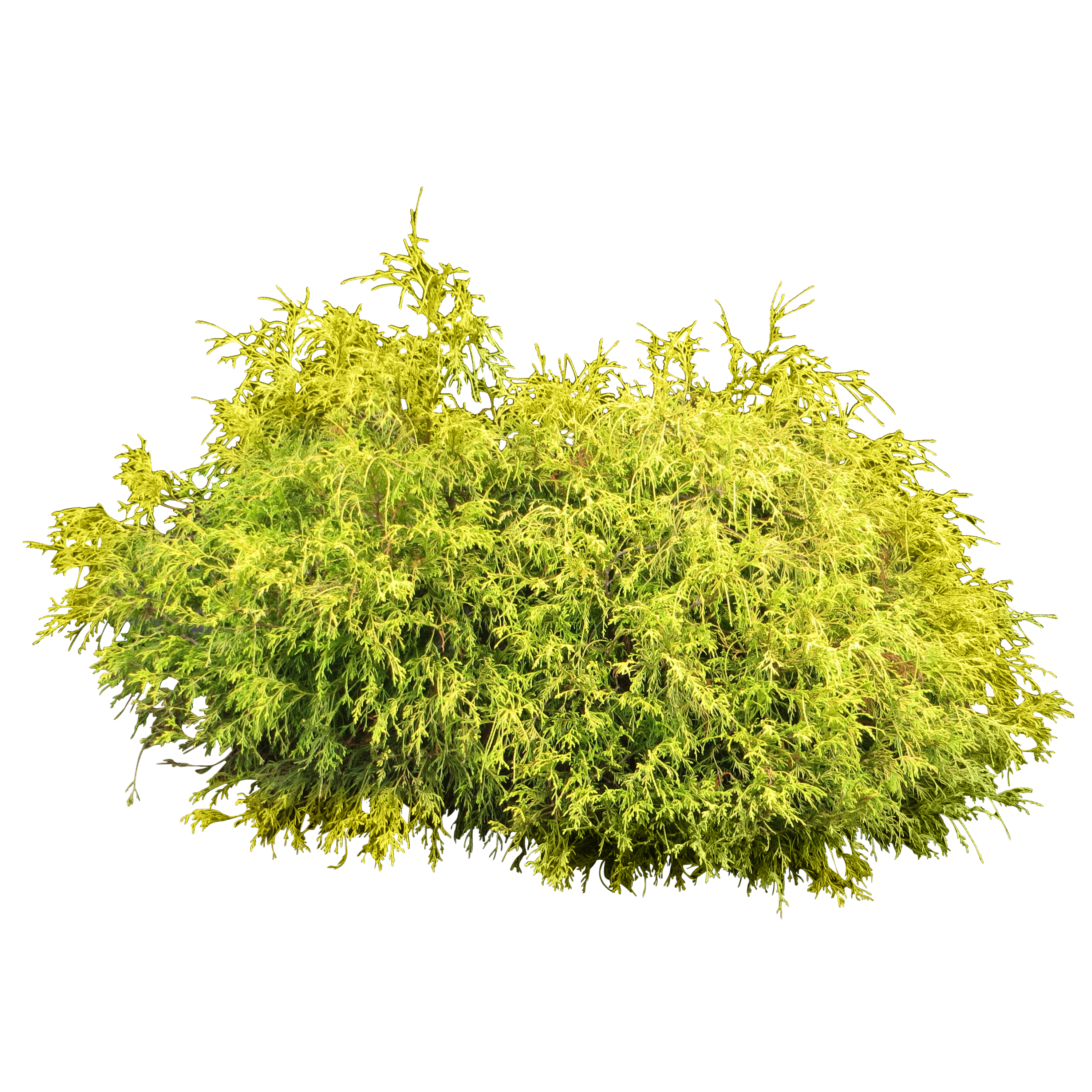 Bush plant PNG image