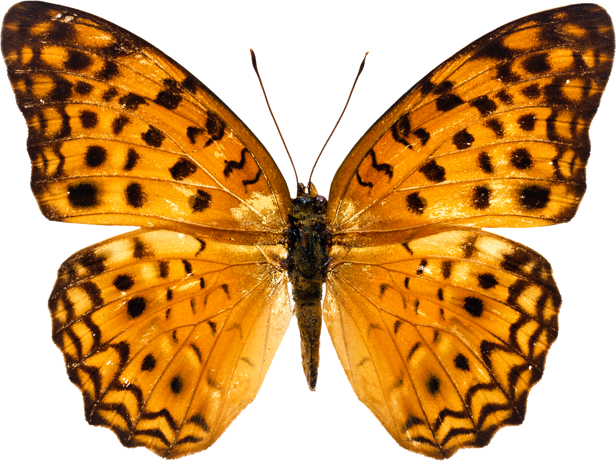 Orange butterfly PNG