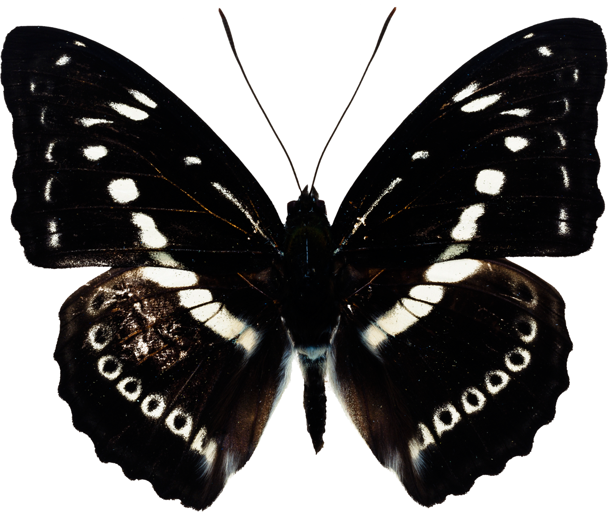 Butterfly black PNG
