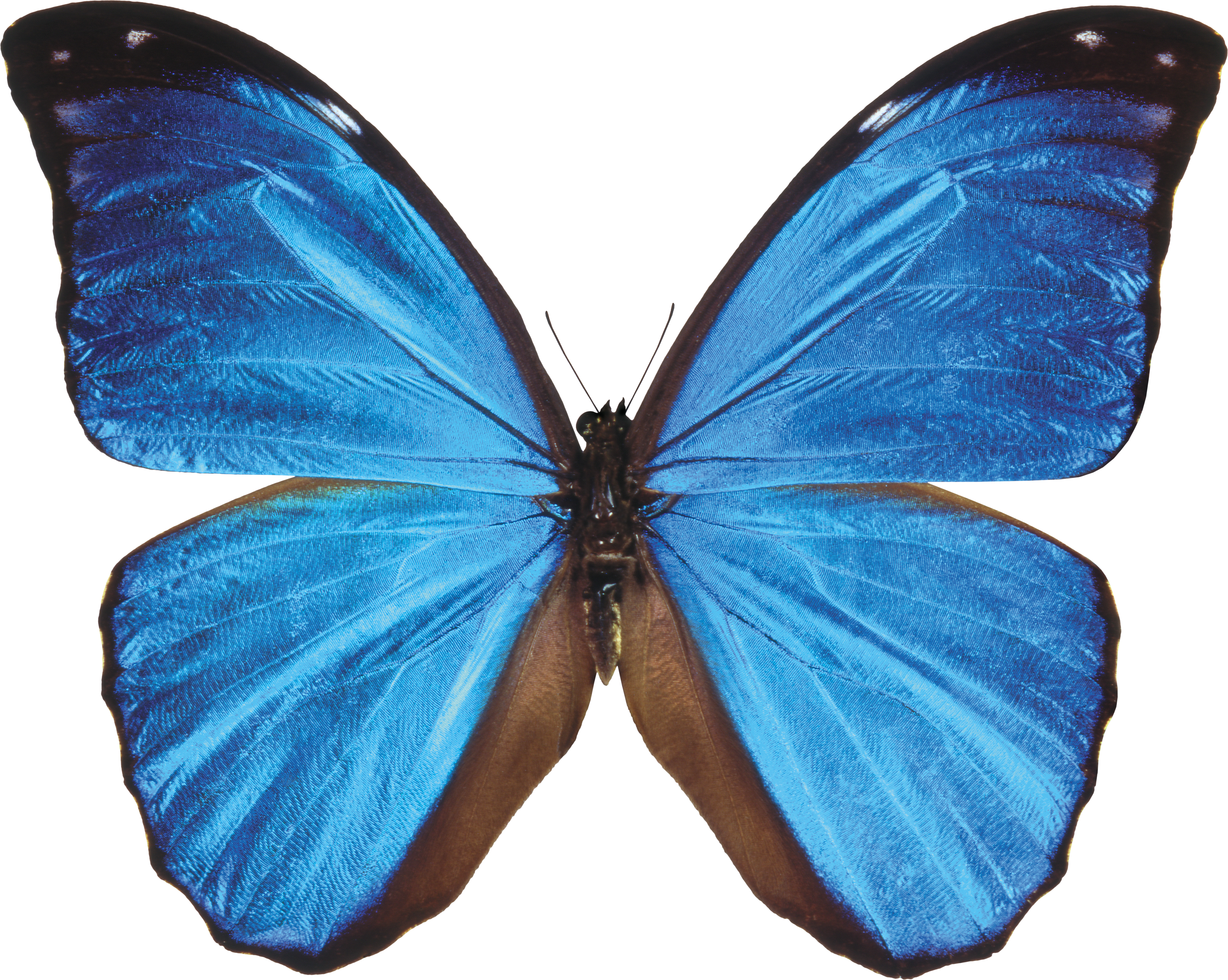 Butterfly blue PNG