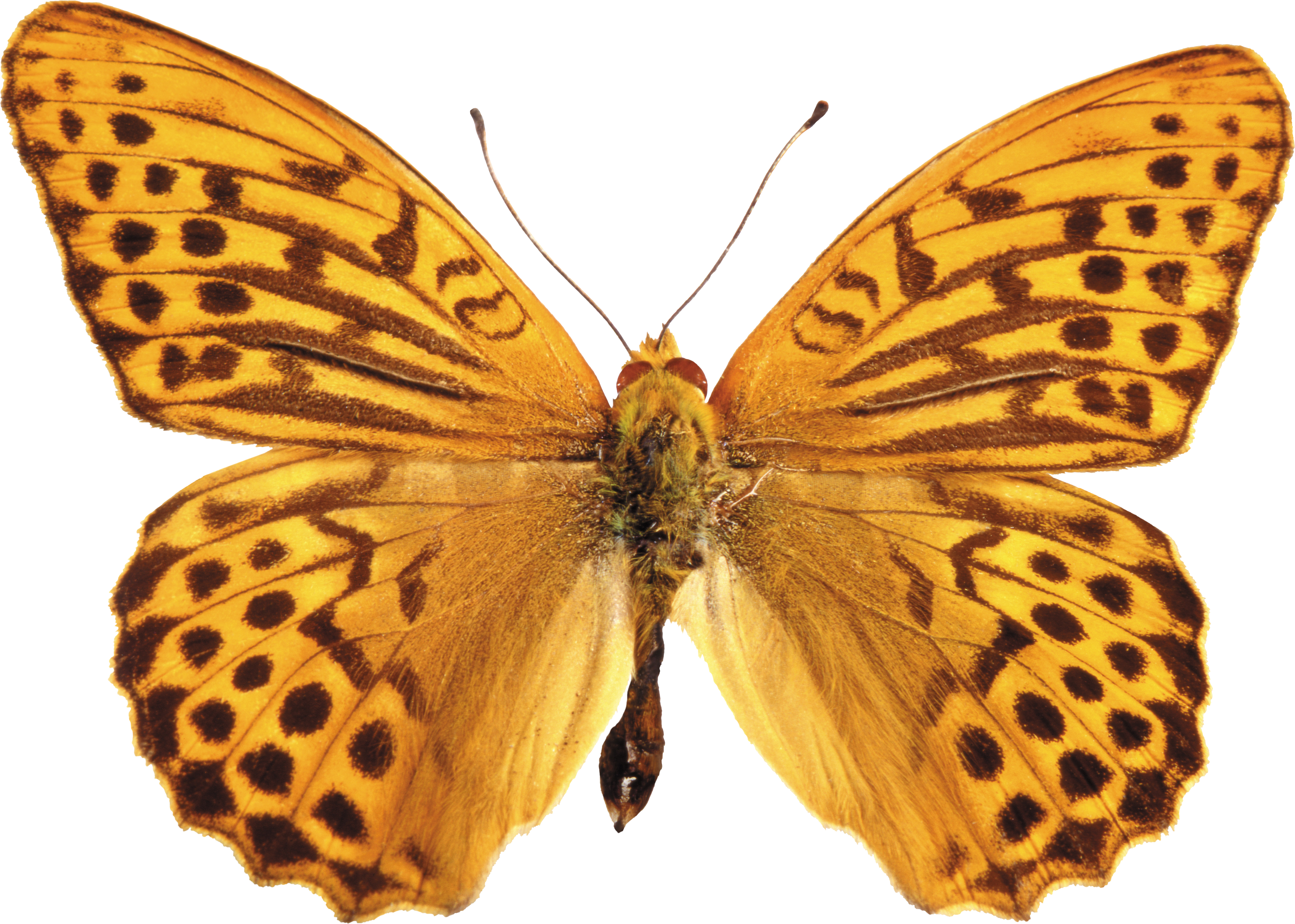 tiger butterfly PNG