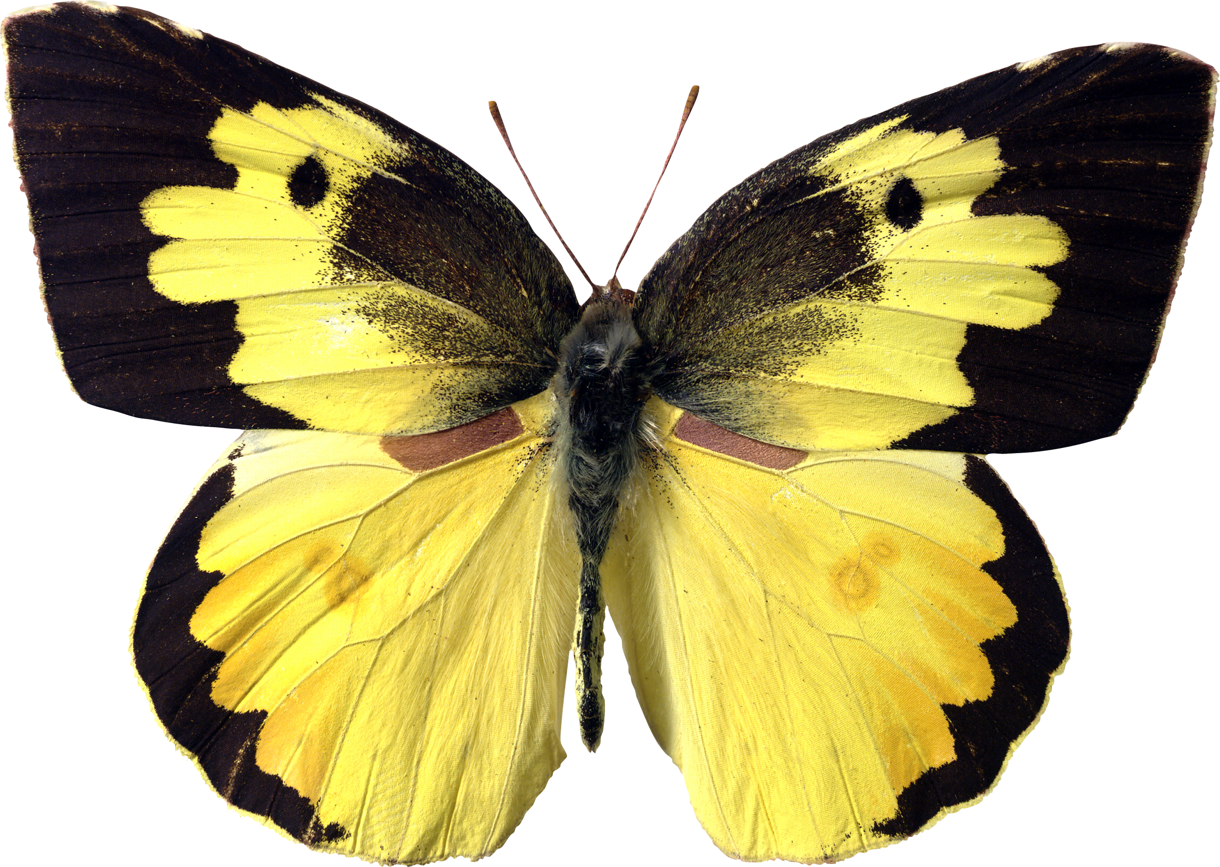 Butterfly yellow PNG