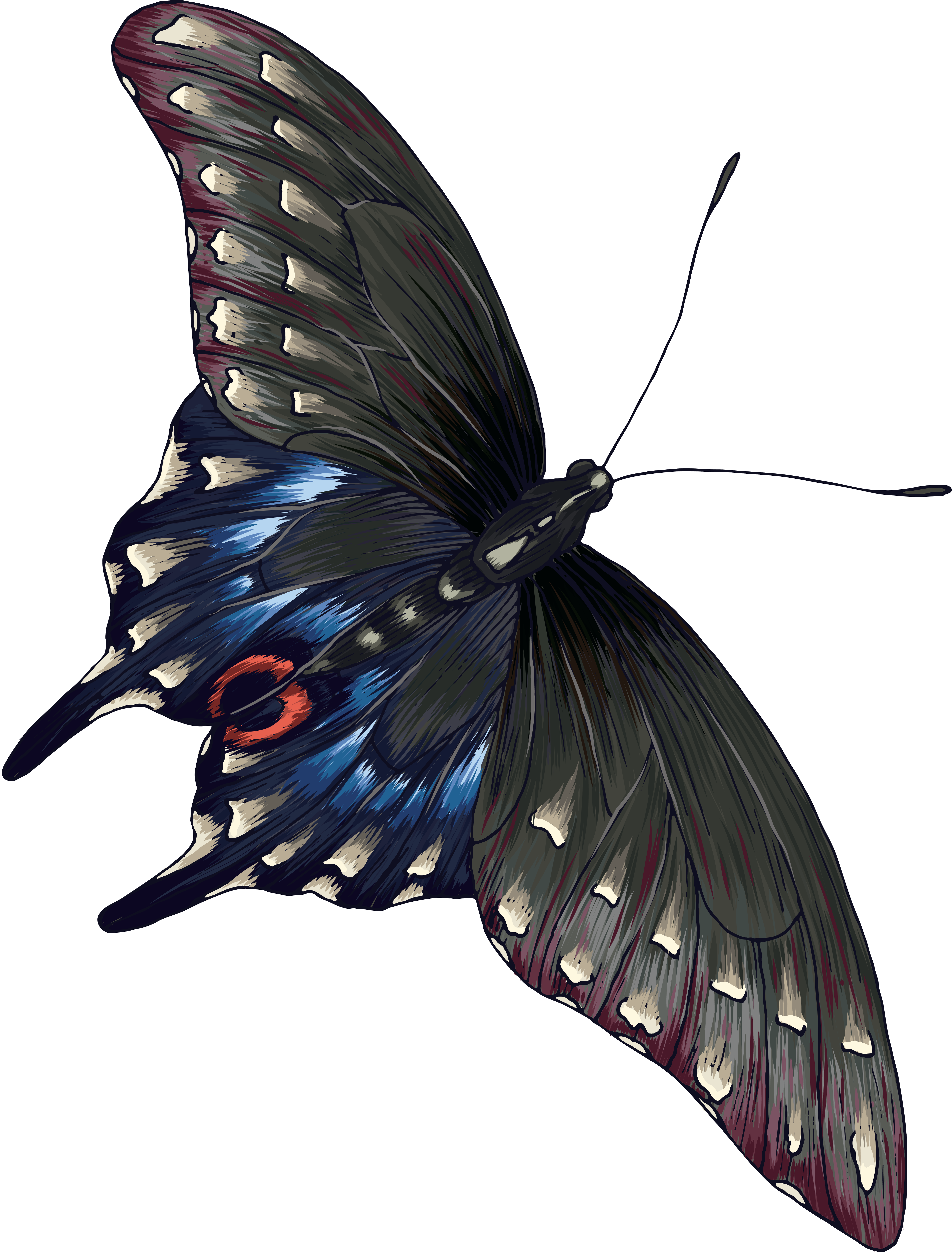 grey butterfly PNG