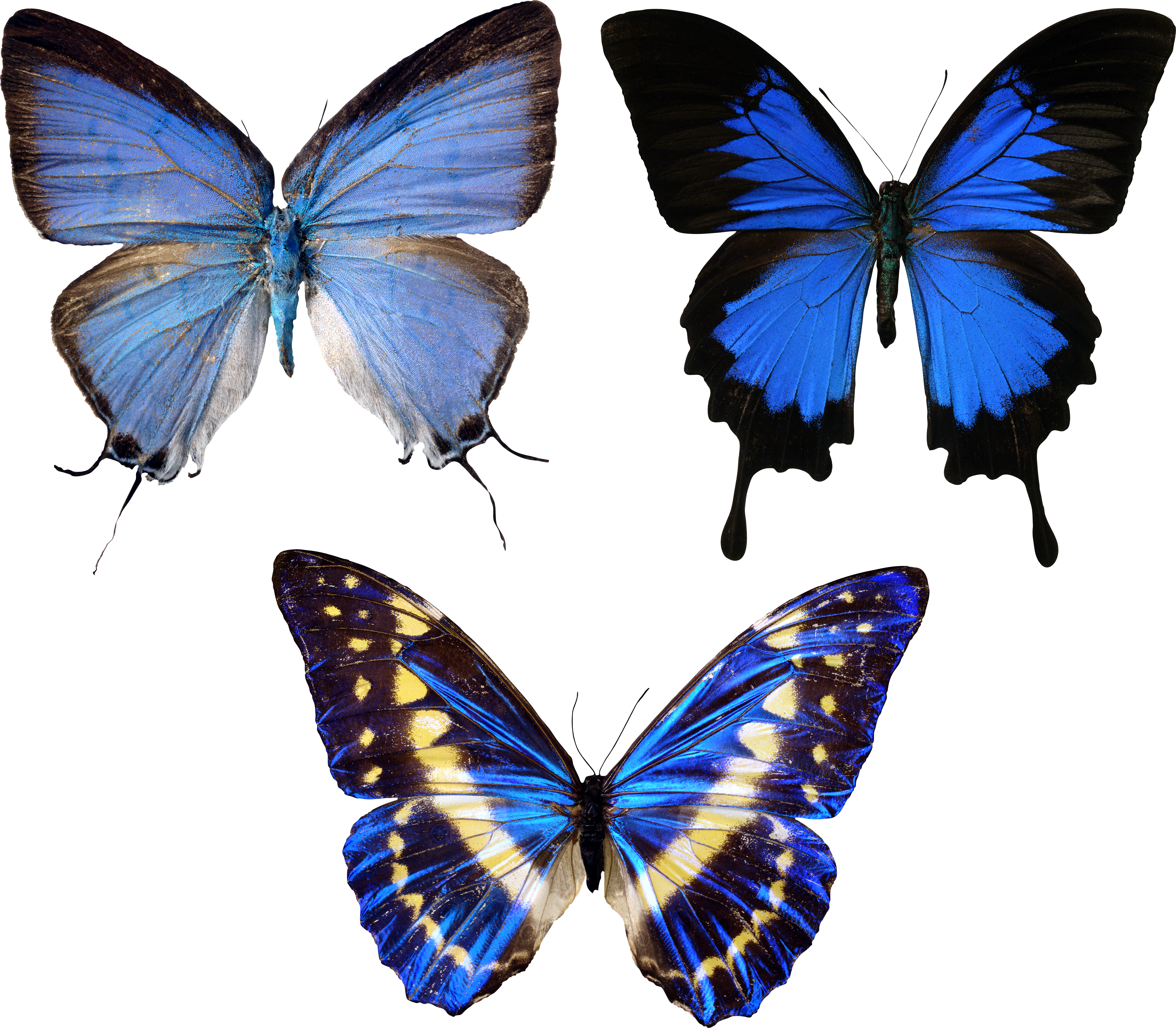 blue butterflies PNG