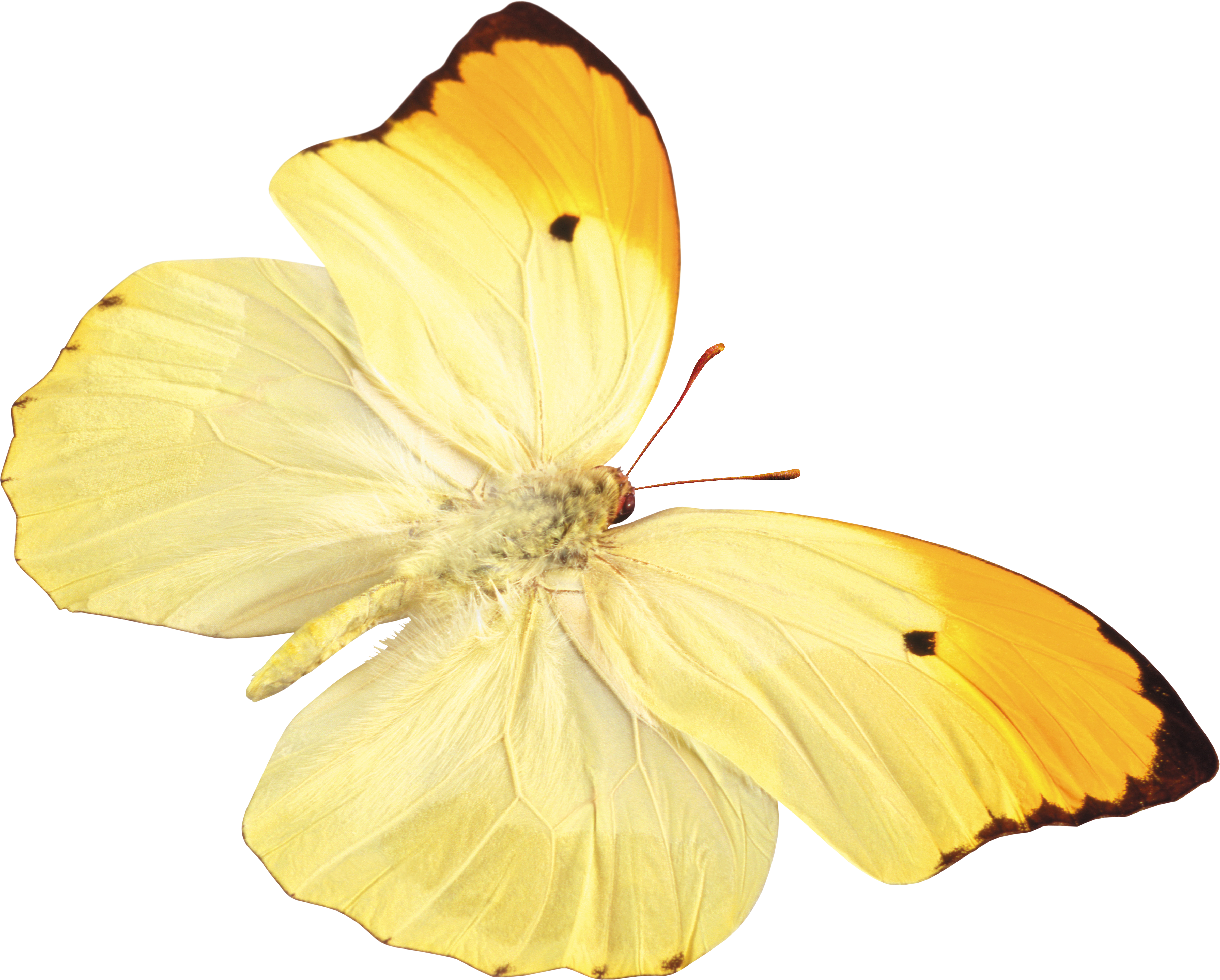 Yellow butterfly PNG