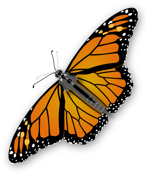 Butterfly PNG images 
