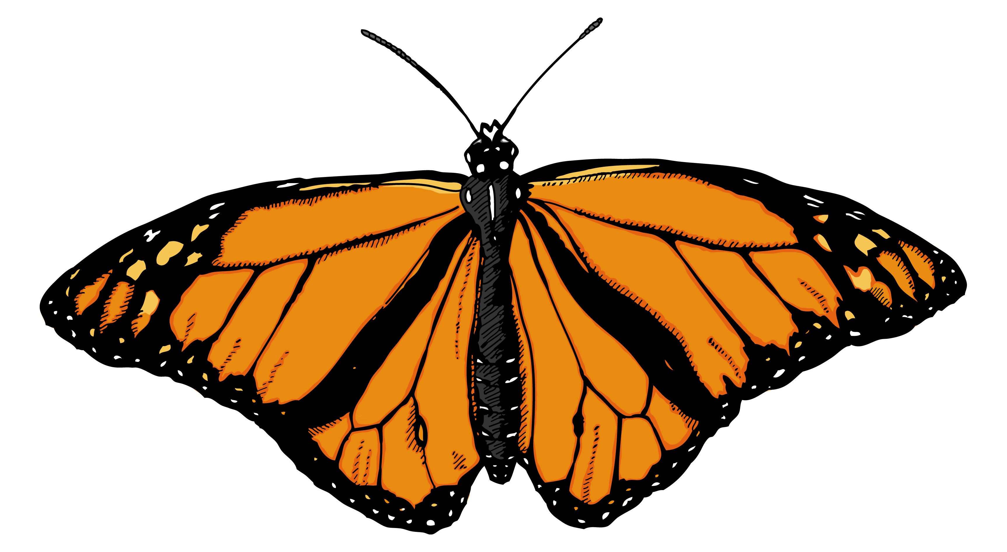 Butterfly PNG image, free picture download