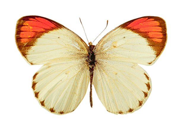 Mariposa PNG