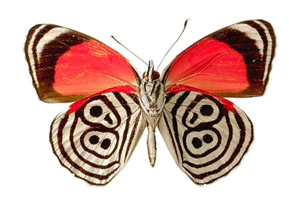 Mariposa PNG