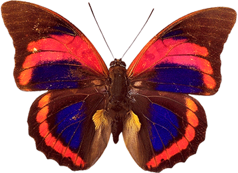 Mariposa PNG