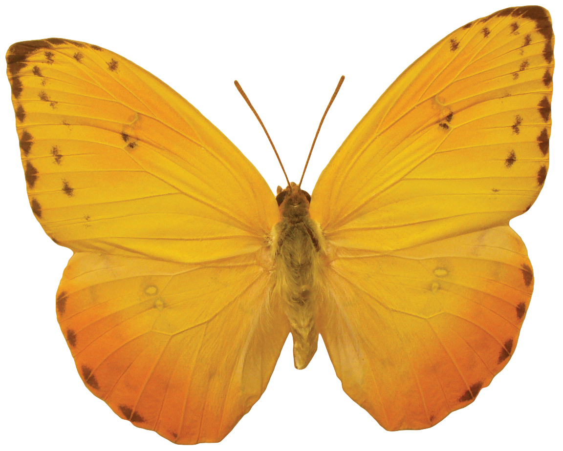 Butterfly PNG images 