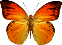 Orange butterfly PNG image, butterflies free download